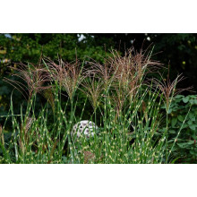 Міскантус китайський Стріктус | Miscanthus sinensis Strictus | Мискантус китайский Стриктус