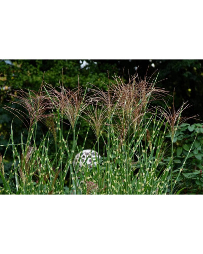 Міскантус китайський Стріктус | Miscanthus sinensis Strictus | Мискантус китайский Стриктус