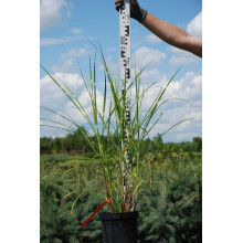 Міскантус китайський Стріктус | Miscanthus sinensis Strictus | Мискантус китайский Стриктус