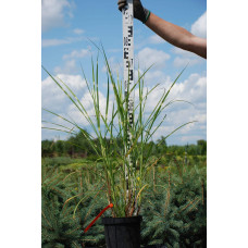 Міскантус китайський Стріктус | Miscanthus sinensis Strictus | Мискантус китайский Стриктус