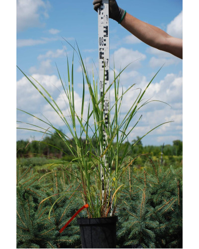Міскантус китайський Стріктус | Miscanthus sinensis Strictus | Мискантус китайский Стриктус
