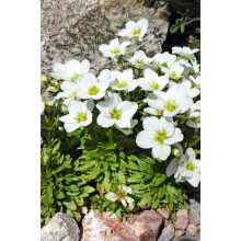 Ломикамінь Арендса (білий) | Saxifraga Arendsii | Камнеломка Арендса (белая)