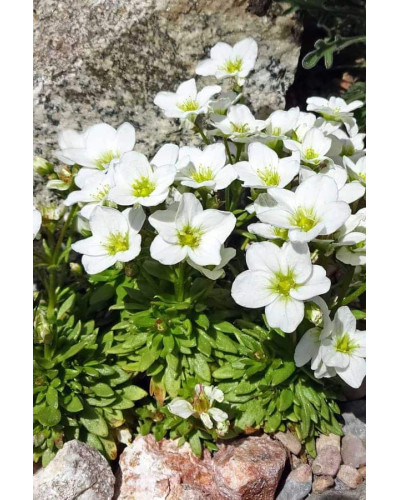 Ломикамінь Арендса (білий) | Saxifraga Arendsii | Камнеломка Арендса (белая)