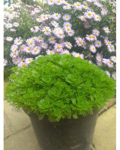 Ломикамінь Арендса (білий) | Saxifraga Arendsii | Камнеломка Арендса (белая)