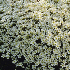 Ломикамінь Арендса (білий) | Saxifraga Arendsii | Камнеломка Арендса (белая)