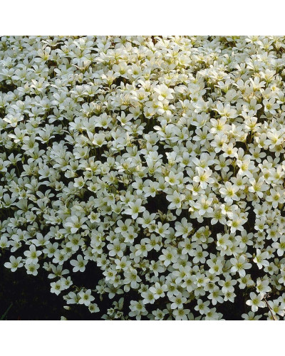 Ломикамінь Арендса (білий) | Saxifraga Arendsii | Камнеломка Арендса (белая)
