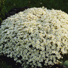 Ломикамінь Арендса (білий) | Saxifraga Arendsii | Камнеломка Арендса (белая)