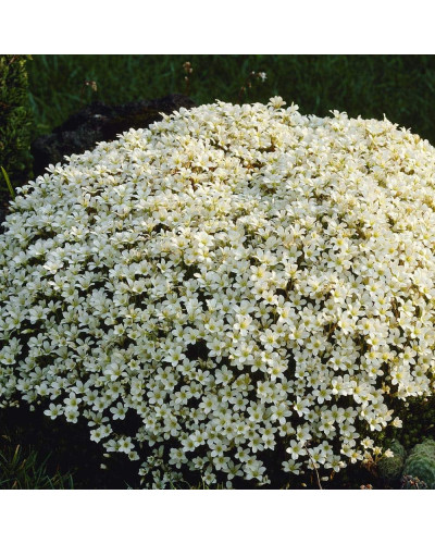 Ломикамінь Арендса (білий) | Saxifraga Arendsii | Камнеломка Арендса (белая)