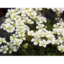 Ломикамінь Арендса (білий) | Saxifraga Arendsii | Камнеломка Арендса (белая)