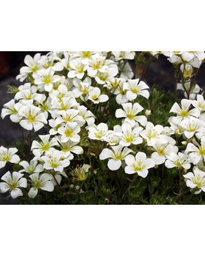 Ломикамінь Арендса (білий) | Saxifraga Arendsii | Камнеломка Арендса (белая)