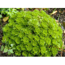 Ломикамінь Арендса (білий) | Saxifraga Arendsii | Камнеломка Арендса (белая)