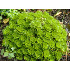 Ломикамінь Арендса (білий) | Saxifraga Arendsii | Камнеломка Арендса (белая)