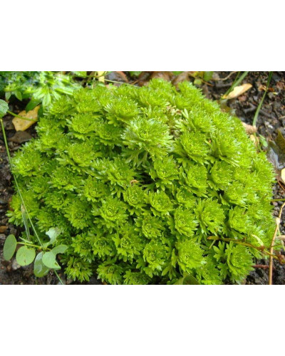 Ломикамінь Арендса (білий) | Saxifraga Arendsii | Камнеломка Арендса (белая)