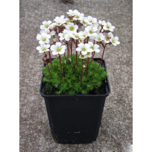 Ломикамінь Арендса (білий) | Saxifraga Arendsii | Камнеломка Арендса (белая)