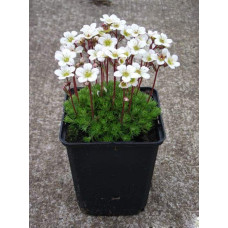 Ломикамінь Арендса (білий) | Saxifraga Arendsii | Камнеломка Арендса (белая)