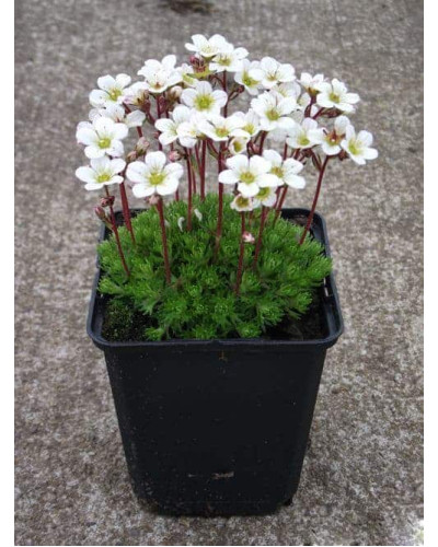 Ломикамінь Арендса (білий) | Saxifraga Arendsii | Камнеломка Арендса (белая)