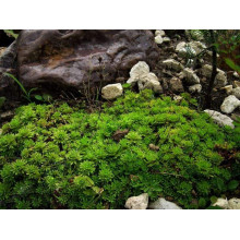 Ломикамінь Арендса (білий) | Saxifraga Arendsii | Камнеломка Арендса (белая)