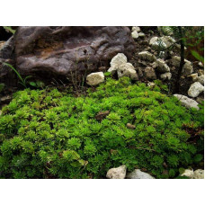 Ломикамінь Арендса (білий) | Saxifraga Arendsii | Камнеломка Арендса (белая)