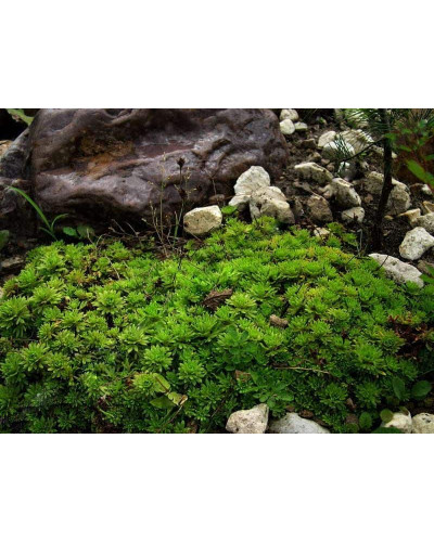 Ломикамінь Арендса (білий) | Saxifraga Arendsii | Камнеломка Арендса (белая)