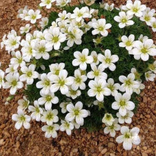 Ломикамінь Арендса (білий) | Saxifraga Arendsii | Камнеломка Арендса (белая)