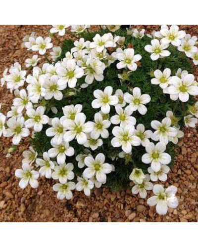 Ломикамінь Арендса (білий) | Saxifraga Arendsii | Камнеломка Арендса (белая)