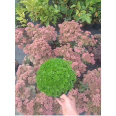 Ломикамінь Арендса (білий) | Saxifraga Arendsii | Камнеломка Арендса (белая)