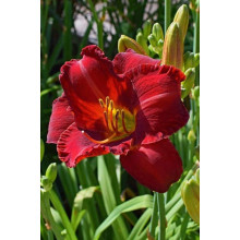 Лілійник гібридний Чарльз Джонстон | Hemerocallis hybrida Charles Johnston | Лилейник гибридный Чарльз Джонстон