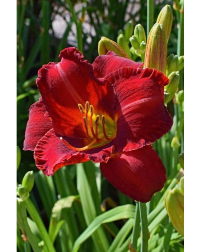 Лілійник гібридний Чарльз Джонстон | Hemerocallis hybrida Charles Johnston | Лилейник гибридный Чарльз Джонстон