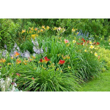 Лілійник гібридний Чарльз Джонстон | Hemerocallis hybrida Charles Johnston | Лилейник гибридный Чарльз Джонстон