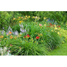 Лілійник гібридний Чарльз Джонстон | Hemerocallis hybrida Charles Johnston | Лилейник гибридный Чарльз Джонстон