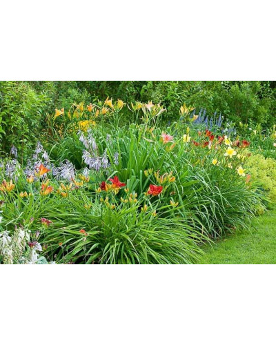 Лілійник гібридний Чарльз Джонстон | Hemerocallis hybrida Charles Johnston | Лилейник гибридный Чарльз Джонстон