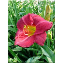 Лілійник гібридний Чарльз Джонстон | Hemerocallis hybrida Charles Johnston | Лилейник гибридный Чарльз Джонстон