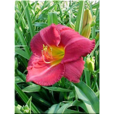 Лілійник гібридний Чарльз Джонстон | Hemerocallis hybrida Charles Johnston | Лилейник гибридный Чарльз Джонстон