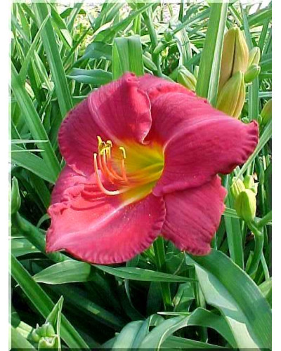 Лілійник гібридний Чарльз Джонстон | Hemerocallis hybrida Charles Johnston | Лилейник гибридный Чарльз Джонстон