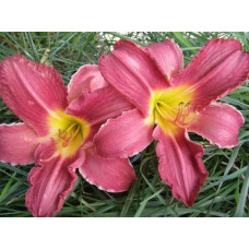Лілійник гібридний Чарльз Джонстон | Hemerocallis hybrida Charles Johnston | Лилейник гибридный Чарльз Джонстон