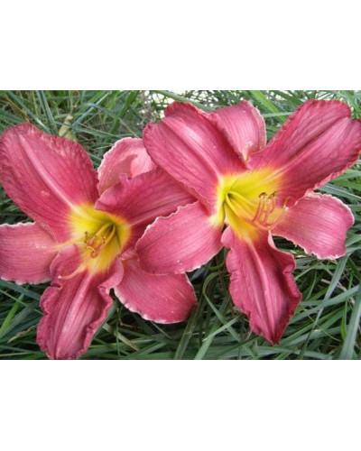 Лілійник гібридний Чарльз Джонстон | Hemerocallis hybrida Charles Johnston | Лилейник гибридный Чарльз Джонстон