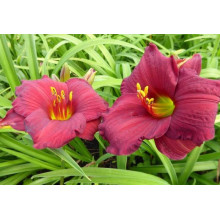 Лілійник гібридний Чарльз Джонстон | Hemerocallis hybrida Charles Johnston | Лилейник гибридный Чарльз Джонстон