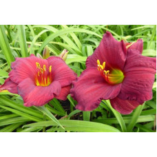 Лілійник гібридний Чарльз Джонстон | Hemerocallis hybrida Charles Johnston | Лилейник гибридный Чарльз Джонстон