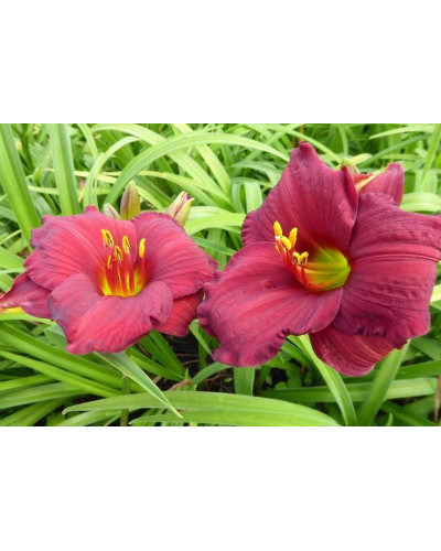 Лілійник гібридний Чарльз Джонстон | Hemerocallis hybrida Charles Johnston | Лилейник гибридный Чарльз Джонстон