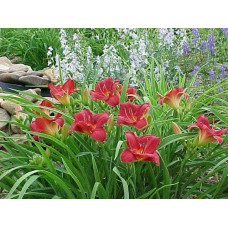Лілійник гібридний Чарльз Джонстон | Hemerocallis hybrida Charles Johnston | Лилейник гибридный Чарльз Джонстон