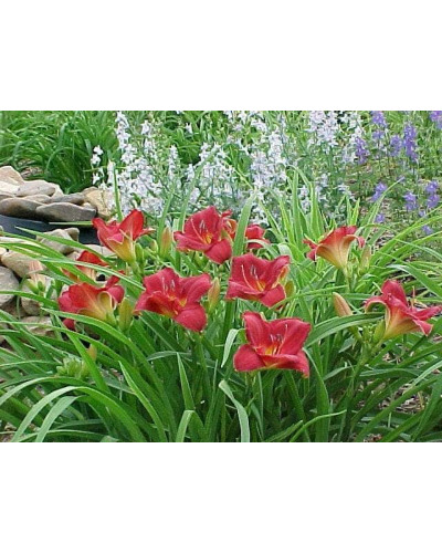 Лілійник гібридний Чарльз Джонстон | Hemerocallis hybrida Charles Johnston | Лилейник гибридный Чарльз Джонстон