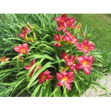 Лілійник гібридний Чарльз Джонстон | Hemerocallis hybrida Charles Johnston | Лилейник гибридный Чарльз Джонстон