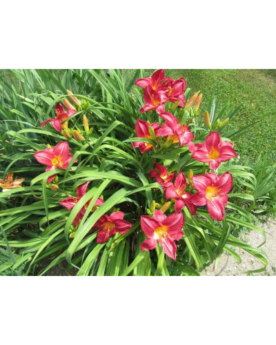 Лілійник гібридний Чарльз Джонстон | Hemerocallis hybrida Charles Johnston | Лилейник гибридный Чарльз Джонстон