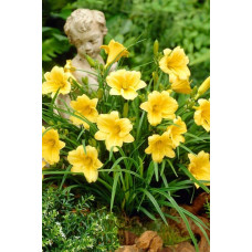 Лілійник гібридний Стелла де Оро | Hemerocallis hybrida Stella de Oro | Лилейник гибридный Стелла де Оро