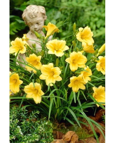 Лілійник гібридний Стелла де Оро | Hemerocallis hybrida Stella de Oro | Лилейник гибридный Стелла де Оро