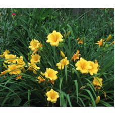 Лілійник гібридний Стелла де Оро | Hemerocallis hybrida Stella de Oro | Лилейник гибридный Стелла де Оро