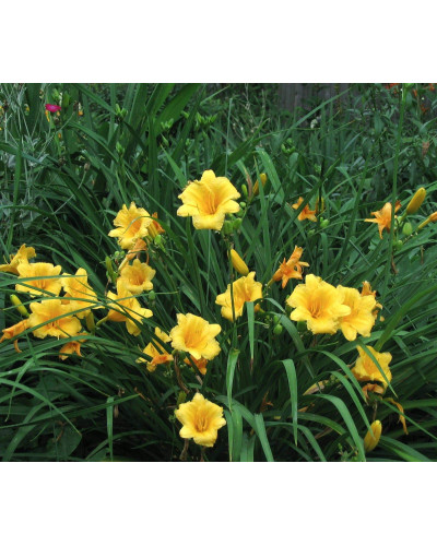 Лілійник гібридний Стелла де Оро | Hemerocallis hybrida Stella de Oro | Лилейник гибридный Стелла де Оро