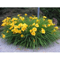Лілійник гібридний Стелла де Оро | Hemerocallis hybrida Stella de Oro | Лилейник гибридный Стелла де Оро