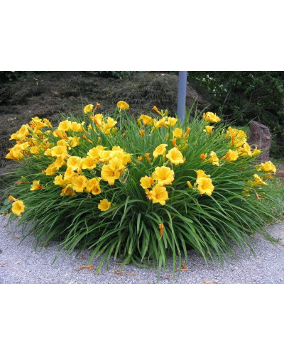 Лілійник гібридний Стелла де Оро | Hemerocallis hybrida Stella de Oro | Лилейник гибридный Стелла де Оро