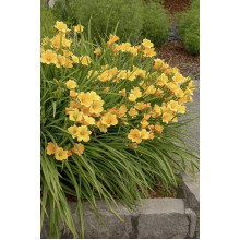 Лілійник гібридний Стелла де Оро | Hemerocallis hybrida Stella de Oro | Лилейник гибридный Стелла де Оро